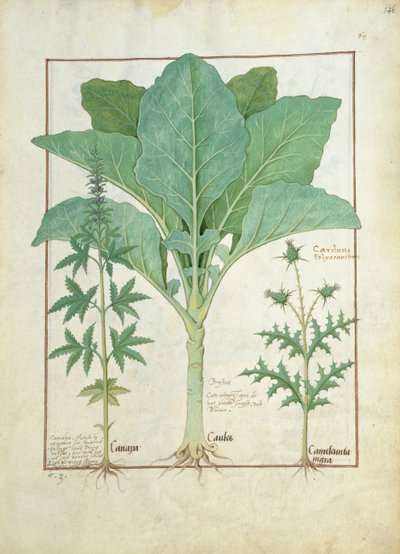 Cannabis, Brassica und Distel, Illustration aus dem Buch der einfachen Heilmittel von Mattheaus Platearius 145 von Robinet Testard